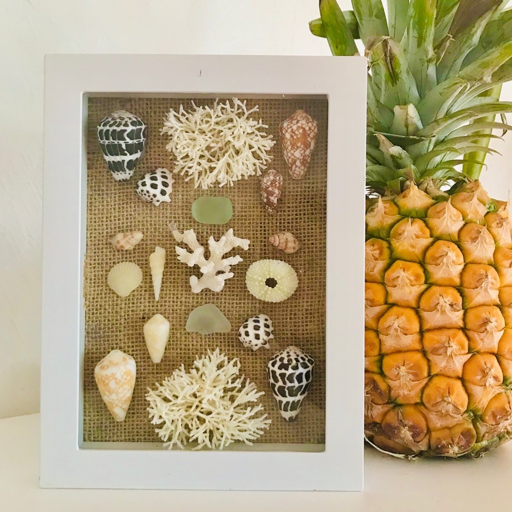 Rare Hawaiian Sea Shell Shadowbox